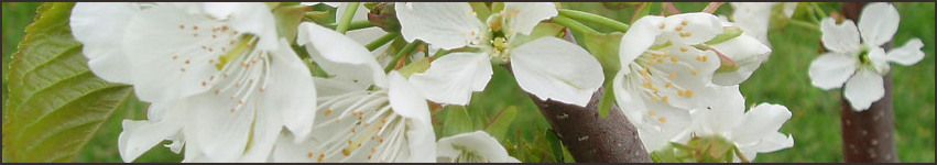 Tree Blossoms